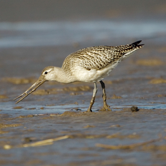 Bartailed Godwit BTO British Trust for Ornithology